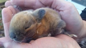 Picture of Silver Fox Agouti Kit