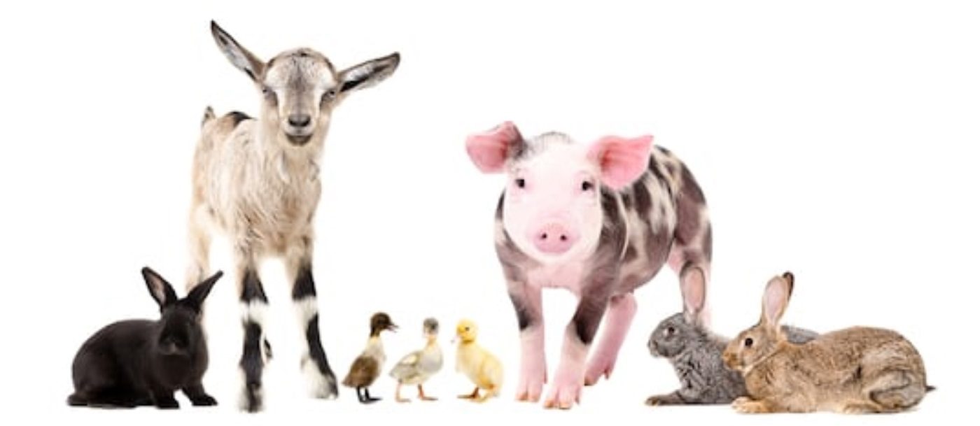 Picture ofGoat, Pig, Rabbits and Ducklings