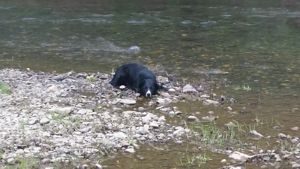Picture of Milo by the river