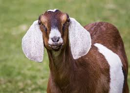 Picture of Brown and White Nubian with frosted ears