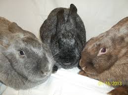 Picture of Lilac, Black and Chocolate Silver Fox Rabbits