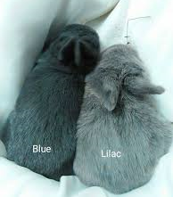 Picture of Silver Fox Blue and Lilac
