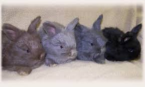 Picture of Silver Fox Kits Chocolate, Lilac, Blue and Black