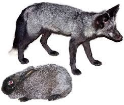 Picture of Silver Fox with Silver Fox Rabbit
