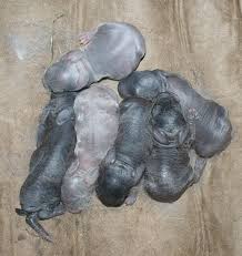 Picture of Silver Fox new born kits